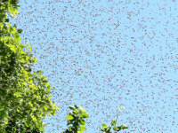 Bienenschwarm: In der Trkei wurden Unfallopfer von einem Schwarm angegriffen.