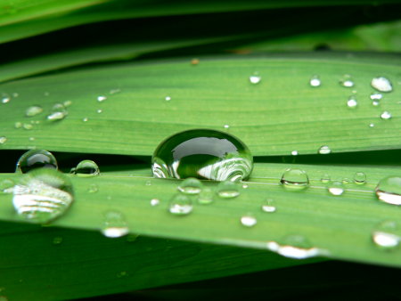 Wassertropfen auf einem Blatt